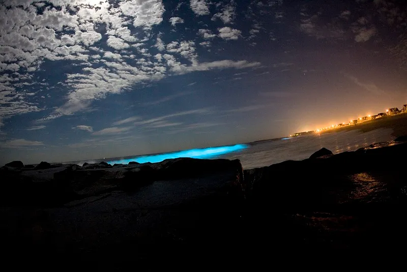 Discover Bioluminescence: The Fascinating Glow of Nature's Living Lights What is Bioluminescence? Exploring the enchanting world of bioluminescent creatures, their glowing abilities, natural habitats, and the mysteries behind their light production.