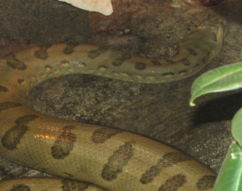 Anaconda: Everything You Need to Know About This Giant Snake Anaconda | All about anaconda snakes. Explore fascinating facts about anacondas, their habitat, behavior, diet, and survival skills in the wild.