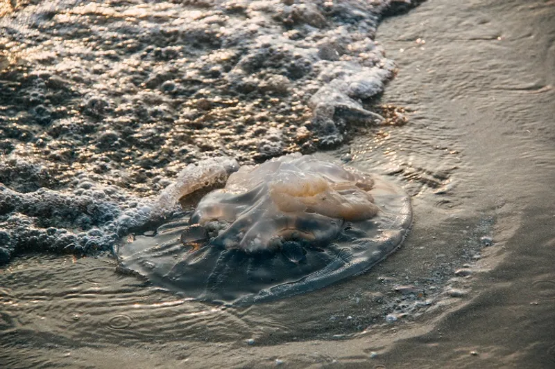 Jellyfish: The Glowing Marvels of Bioluminescent Ocean Life Jellyfish, one of the most mesmerizing bioluminescent creatures, showcasing their natural glow in deep ocean waters, using light for communication, defense, and survival.