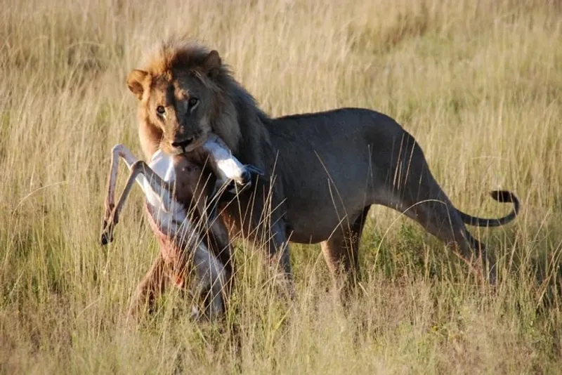 Male Lion Hunting and Eating in the Wild A male lion hunting skillfully in the wild and feasting on its prey, showcasing its strength, survival instincts, and dominance in the animal kingdom.