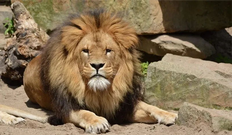 Lion's Sharp and Intense Gaze in the Wild A lion intensely gazing with sharp and focused eyesight, showcasing its majestic presence, precision, and power as the king of the wild.