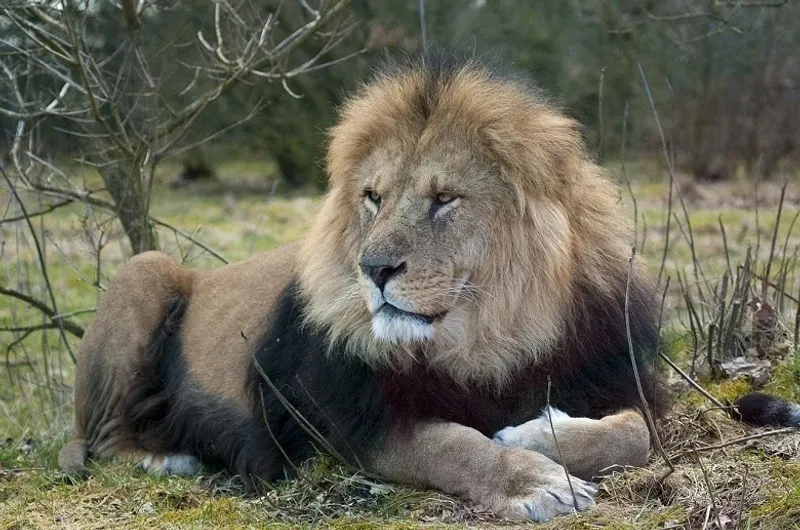 Lion, the King of the Forest - Fierce Male Lion A male lion, the king of the forest, displaying his fierce and majestic presence in the wild.