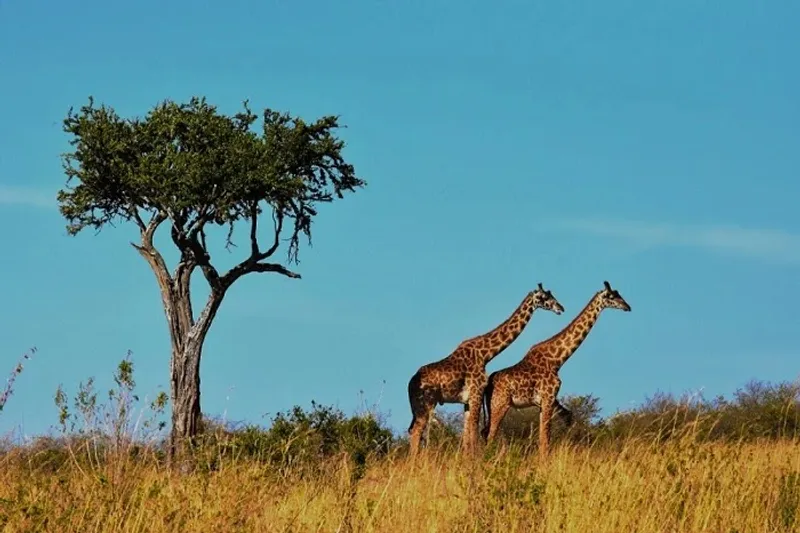 Nature Articles Archive Discover inspiring articles about nature, wildlife, environmental conservation, natural wonders, and tips to connect with and protect our planet’s beauty.