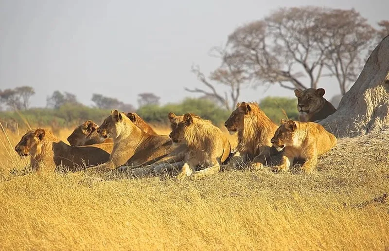 A Strong Group of Lions in Their Pride A powerful lion pride in the wild, showcasing strength, unity, and leadership in nature's kingdom.
